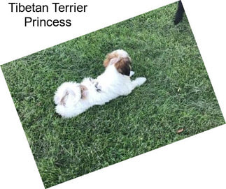 Tibetan Terrier Princess