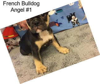 French Bulldog Angel #1