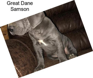 Great Dane Samson