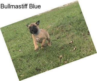 Bullmastiff Blue