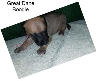 Great Dane Boogie