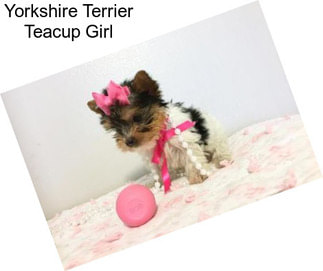 Yorkshire Terrier Teacup Girl