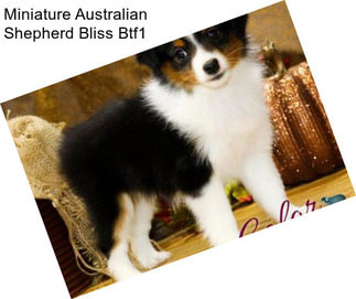 Miniature Australian Shepherd Bliss Btf1