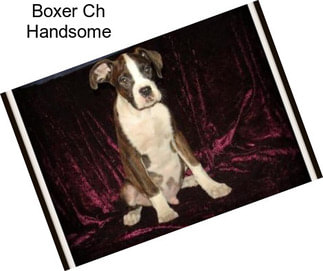 Boxer Ch Handsome