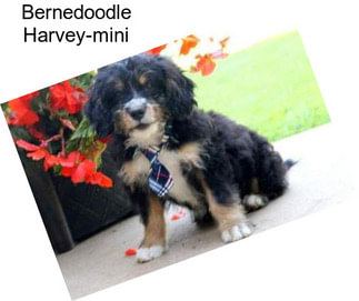 Bernedoodle Harvey-mini