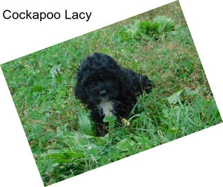 Cockapoo Lacy