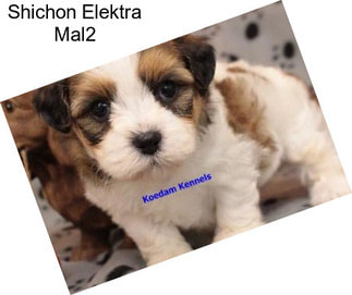 Shichon Elektra Mal2