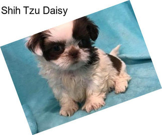 Shih Tzu Daisy