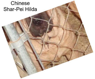 Chinese Shar-Pei Hilda