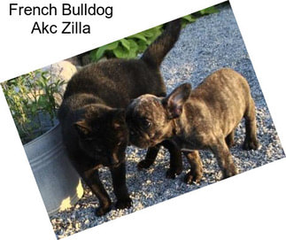 French Bulldog Akc Zilla