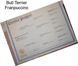 Bull Terrier Franpuccino