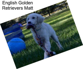 English Golden Retrievers Matt