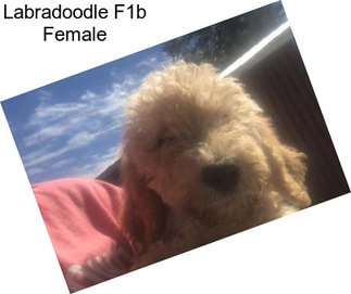 Labradoodle F1b Female