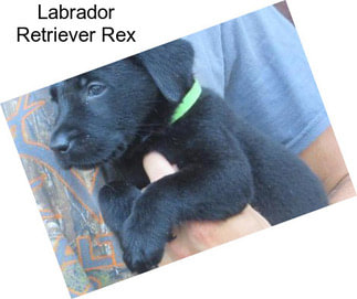 Labrador Retriever Rex