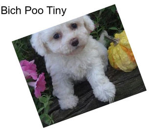 Bich Poo Tiny