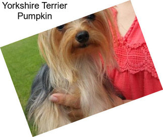 Yorkshire Terrier Pumpkin