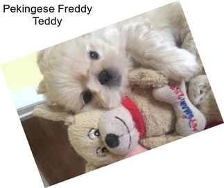 Pekingese Freddy Teddy