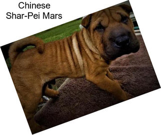 Chinese Shar-Pei Mars