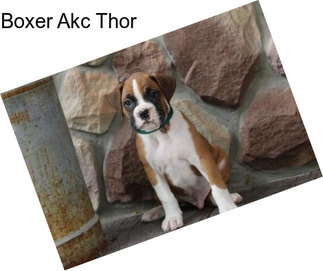 Boxer Akc Thor