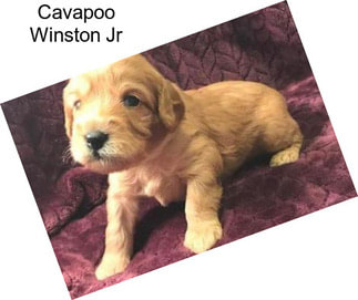 Cavapoo Winston Jr