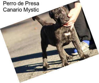 Perro de Presa Canario Mystic