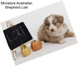 Miniature Australian Shepherd Loki