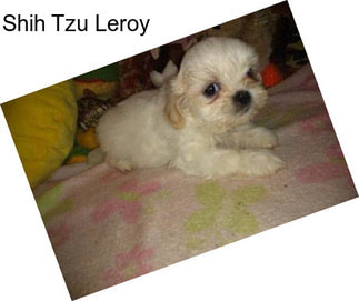 Shih Tzu Leroy