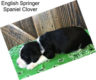 English Springer Spaniel Clover