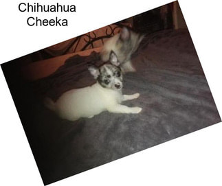 Chihuahua Cheeka