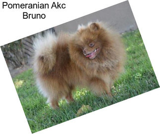 Pomeranian Akc Bruno