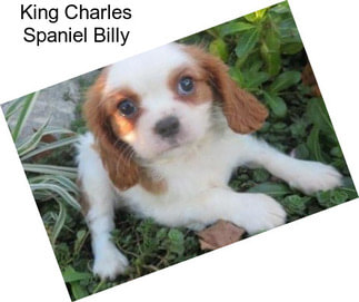 King Charles Spaniel Billy
