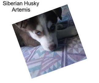 Siberian Husky Artemis