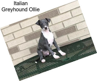 Italian Greyhound Ollie