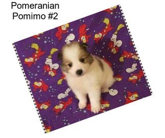 Pomeranian Pomimo #2