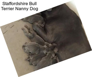 Staffordshire Bull Terrier Nanny Dog