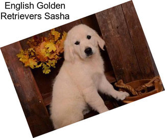 English Golden Retrievers Sasha