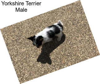 Yorkshire Terrier Male