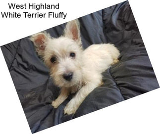 West Highland White Terrier Fluffy