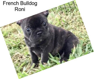 French Bulldog Roni