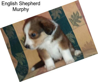 English Shepherd Murphy