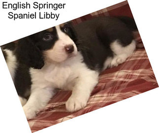 English Springer Spaniel Libby