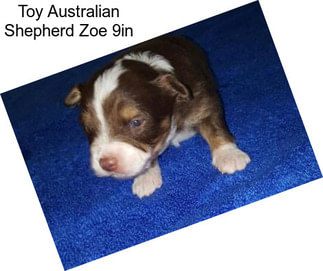 Toy Australian Shepherd Zoe 9in