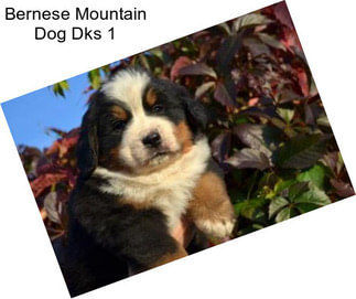 Bernese Mountain Dog Dks 1