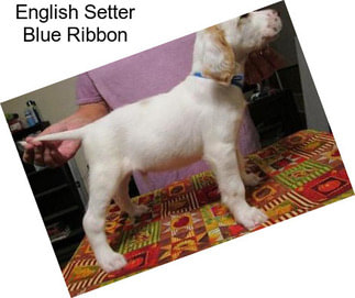 English Setter Blue Ribbon