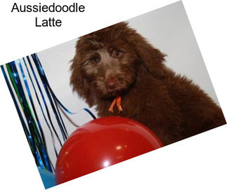 Aussiedoodle Latte