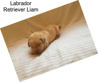 Labrador Retriever Liam