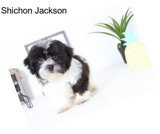 Shichon Jackson