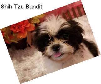 Shih Tzu Bandit