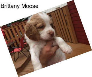 Brittany Moose
