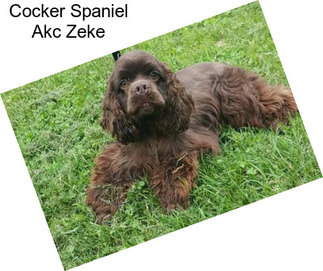 Cocker Spaniel Akc Zeke